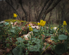 Зелень та різнокольорові квіти: як виглядає Хортиця в перший місяць весни - фото