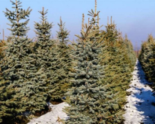 У Запоріжжі посилюють охорону ялинок - що загрожує порушникам