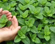 М'ята: як виростити, коли збирати та як зберігати