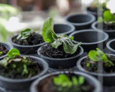 Які овочі та зелень запорізьким городникам варто висадити в березні, фото: ілюстративне 