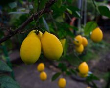 Вже готуються квітнути - як вирощують лимони в запорізькому міському ботсаду (фото)