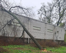 Спиляли й зникли: у Запоріжжі мешканці зафіксували вирубку дерев (фото)