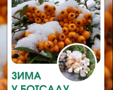 Новорічні фотозони серед тропіків - у ботанічному саду Запоріжжя відкрили святкові локації (відео)