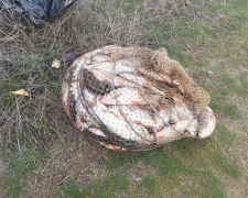 Завдали збитків і отримали протокол - у Запоріжжі рибалки перевищили дозволений улов у кілька разів (фото)