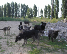 Страшно виходити на вулицю: окупований Мелітополь заполонили зграї бродячих собак - відео