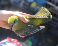 Мешканка Запоріжжя врятувала незвичайного яскравого птаха - фото