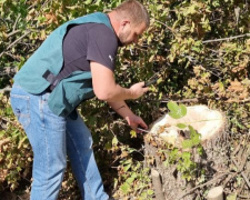 Залишились одні пеньки - у Запорізькому районі довголітні дерева спиляли на дрова (фото)