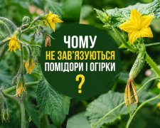Чому не зав’язуються помідори і огірки: основні причини та як виправити проблему