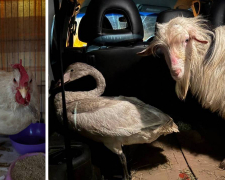 Ризикувала заради порятунку: волонтерка вивезла із Запорізької області рідкісного птаха та ще двох тварин (фото)