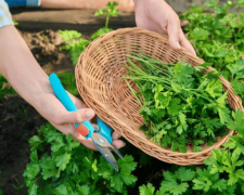 Яку зелень можна сіяти вже у березні, фото: ілюстративне 