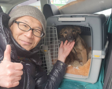 Роксі з прифронтового Запоріжжя вирушає до Японії - волонтер подолав тисячі кілометрів заради цуценяти (фото)