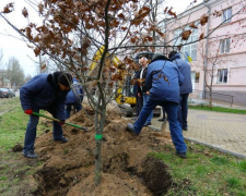Біля запорізького університету висадили алею червоних дубів — фото