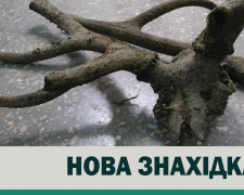 Мешкали на Хортиці понад три століття тому - мешканець Запоріжжя знайшов на узбережжі роги благородного оленя (фото)