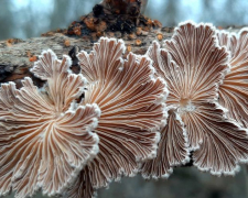 У Запоріжжі на деревах ростуть незвичайні гриби - фото