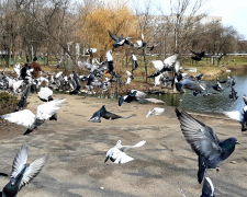 Як виглядає центральний парк Запоріжжя в перші дні весни - фото
