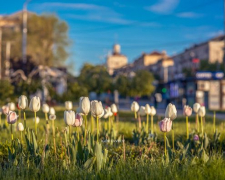 Місто у квітах: як виглядає центр Запоріжжя весняним ранком - фото