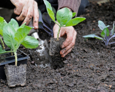 Як висаджувати капусту у квітні, фото: ілюстративне