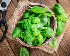 Як виростити гарний базилік: дієві поради