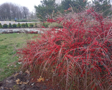 У Запоріжжі зима почнеться з туману - прогноз погоди на перші дні грудня