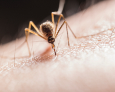 Захищаємо себе та свій дім від комарів – народний засіб