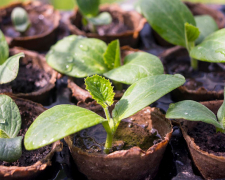 Коли садити кабачки: плюси та мінуси висадки насінням та розсадою
