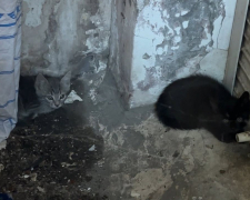 Дістали з пастки — у Запоріжжі врятували кошенят, які кілька днів провели у закритій ямі (фото)