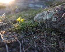 Первоцвіти на Хортиці в березні 2026 року. Фото: Антоніна Фролова