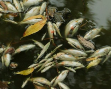 У Запорізькій області масово гине риба — навесні може не бути нересту