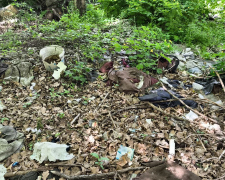 У Запоріжжі екоінспектори виявили чимале звалище різноманітного непотребу просто неба (фото)