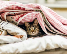 У Запоріжжі дали старт скаргам на опалення - куди звертатись