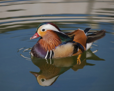 У затоці запорізької річки зимують екзотичні качки - відео