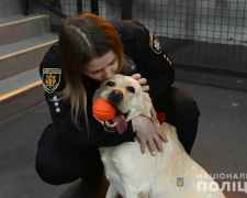 Подолати травми - запорізькі поліцейські собаки допомагають в реабілітації військових та цивільних (фото)