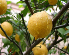 Мандарини, лимони та гранати: у запорізькому ботсаду дозрівають екзотичні фрукти - фото