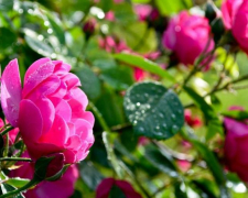 У Запоріжжі почалася друга хвиля квітнення троянд - фото