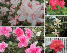 Як цвітуть квіти в запорізькому ботанічному саду в останній день зими - фото