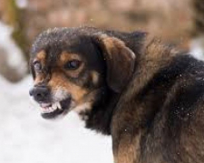 У курортному місті Запорізької області безпритульні тварини наражають людей на небезпеку