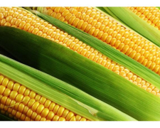 Кукурудза, ілюстративне фото