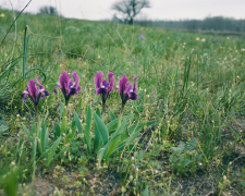 Дикі півники на Хортиці. Фото: Олександр Челпанов