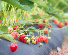 Що посадити під агроволокно, щоб не возитися з бур’янами і зібрати ранній урожай