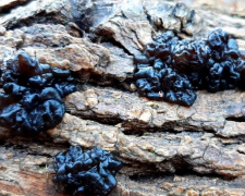 У Запоріжжі на Хортиці ростуть незвичайні чорні гриби - фото