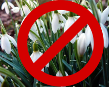 Фото первоцвітів, ілюстративне