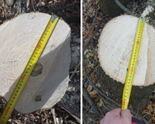 Затримали «чорного» лісоруба – у Запорізькому районі чоловік напиляв собі причіп дров (фото)