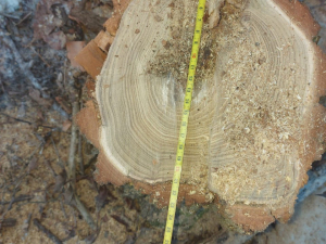 Пила гарчала, летіла тирса: на Запоріжжі екологи зловили порушника на гарячому (фото)