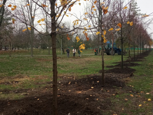 У запорізькому парку висадили більше ста лип і кленів - є унікальний сорт (фото)
