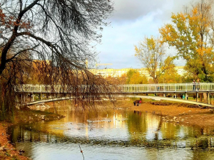 Імена для лебедів – як у Запоріжжі тепер зватимуть пернату парочку (відео)