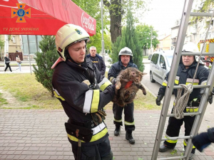 У Запоріжжі через кота на дереві розгорнули справжню рятувальну операцію - подробиці