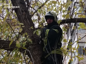 Зняли з триметрової висоти - у Запоріжжі врятували домашнього кота (фото)