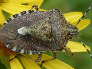  Десятки гектарів під загрозою - у Запоріжжі запровадили карантин через небезпечну комаху (фото)