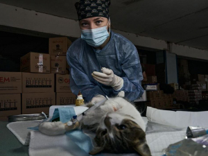 Під обстрілами у Запорізькій області медики-волонтери провели незвичні операції - фото