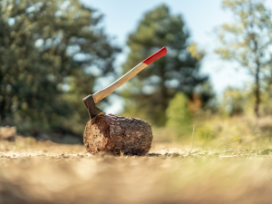 Самовільна вирубка в Запорізькій області обійдеться порушнику в 1,5 тисячі гривень